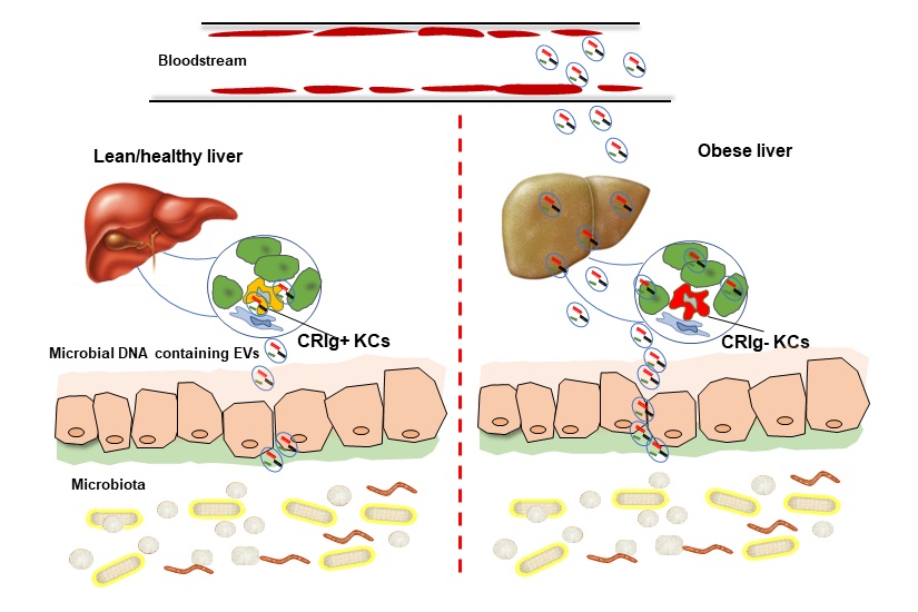 Complement Immune Functions in Obesity