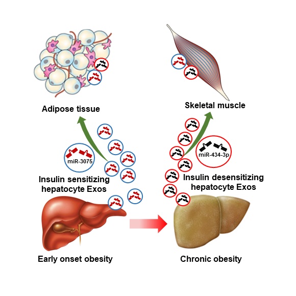 Hepatocyte Compensatory Responses to Maintain Peripheral Insulin Sensitivity