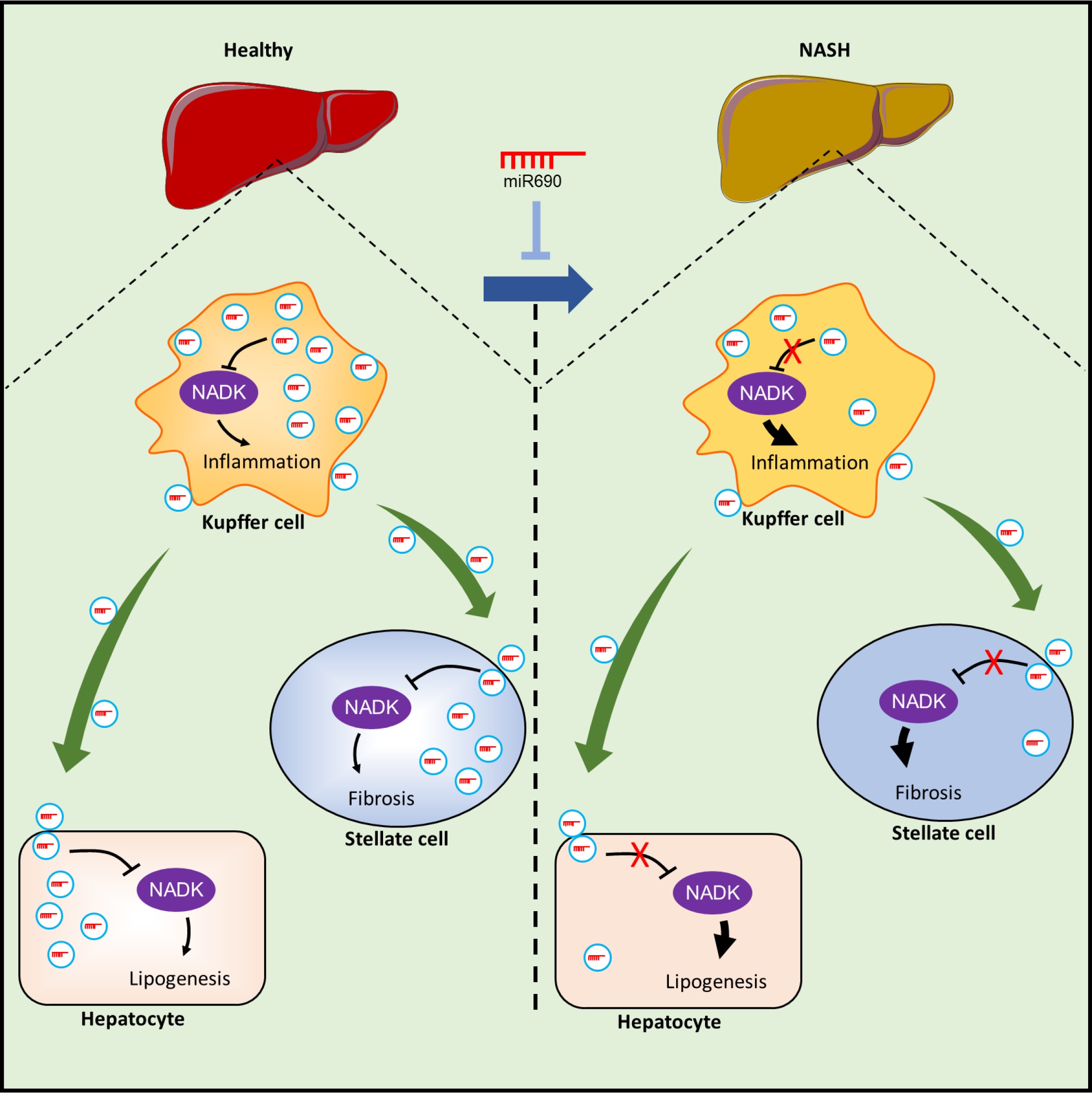 How do Kupffer cells communicate with neighboring liver cells?